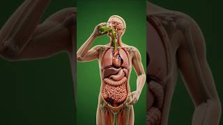 Why You Should Drink Avocado Juice Daily | Health Benefits