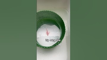 Mẹo đánh bay lớp váng dầu mặt nước#guppy #ca7mau #cabaymau #nhacabaymau