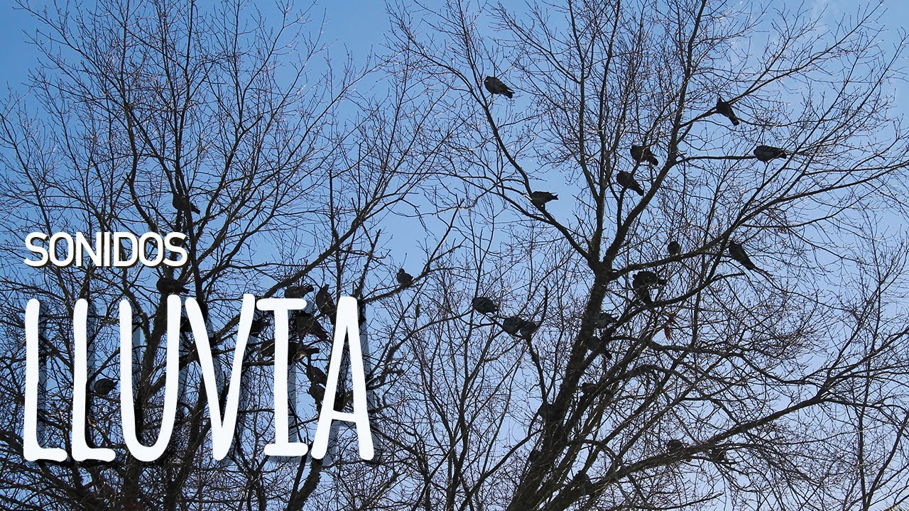 Relajación con sonidos de lluvia | Nature sounds of Latin America