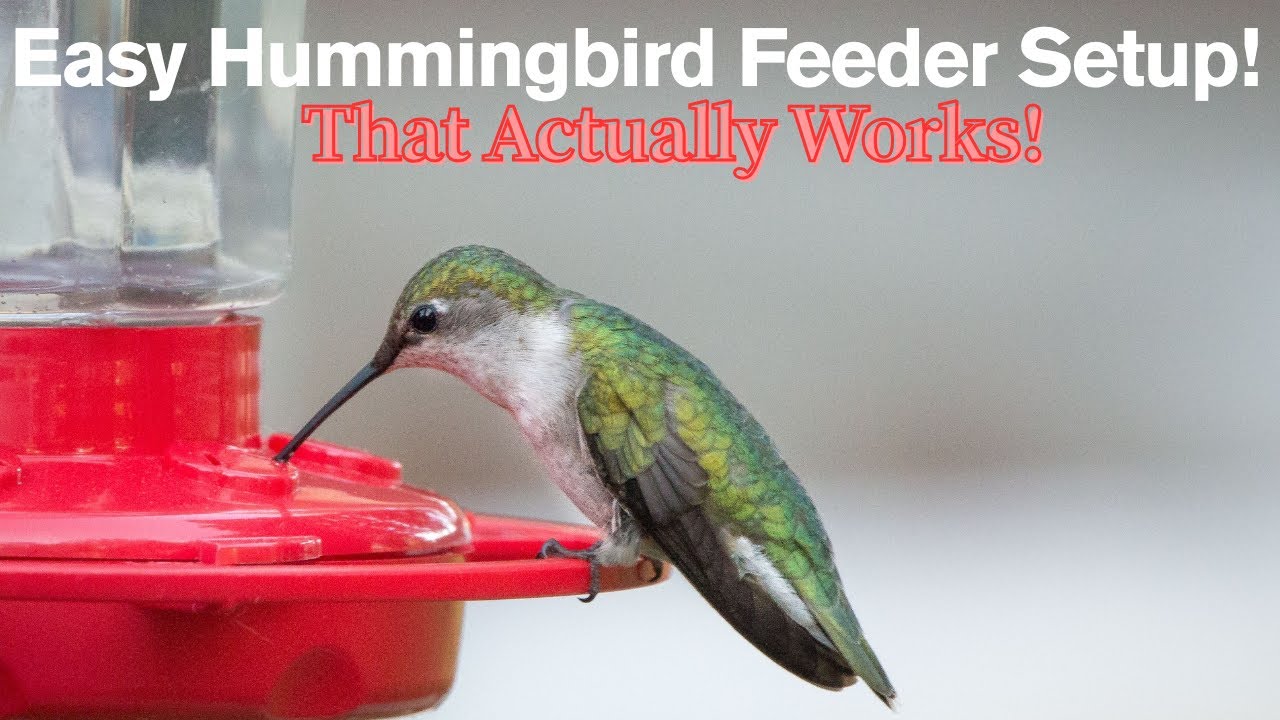 “Setting Up a Hummingbird Feeder? Watch This First!” - YouTube