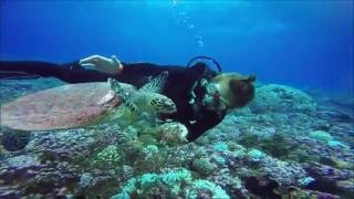Plongée Rangiroa 2016