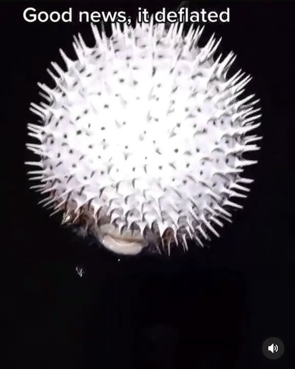 Pufferfish making strange sounds