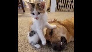 😺 I beat him! 🐶 Funny video with dogs, cats and kittens! 🐱