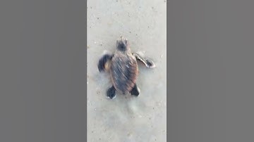 Baby Sea Turtle Makes It to the Ocean || ViralHog