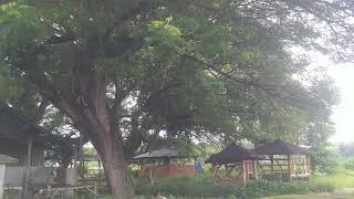 terbaru! rumah dii Tengah POHON KRAMAT MISTERI RUMAH UNIK DI TENGAH HUTAN, RUMAH PALING ANEH