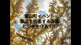 葉山町イベント　町を代表する海藻ヒジキ　減りゆくヒジキをもっと知り守る