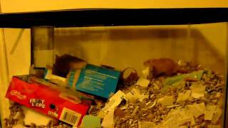 New gerbil acting silly