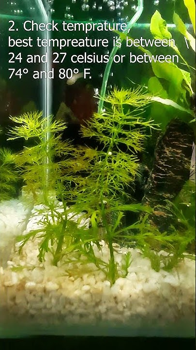 5 awesome tips to save melting aquarium plants - tips for growing ...