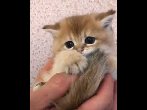 Amerikalik ota porno komikslar Yetuk jinsiy aloqa yigit