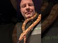 Hypo keltic boa😍 #amazing #snake #reptiles #animal #animals #pets