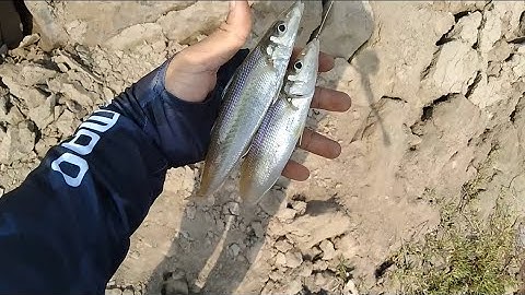 ĐI LURE CÁ TRÁP || ĐÓNG CÁ ĐỤC LIÊN TỤC (^_^)