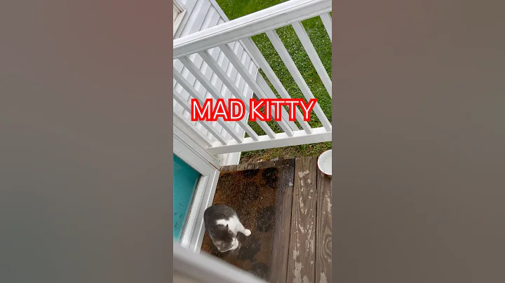 Video 11619921: talking kitty cat, cats cute animals adorable, cats funny animals adorable