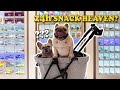 Visiting A 24 Hours Vending Machine Cafe For Dogs 😮 | AMAZING