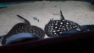 Potamotrygon Leopoldi Black Diamond And Bdxp14 Hybrid