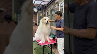 Alain アラン #greatpyrenees #todaysrunrun #グレートピレニーズ #今日のルンルン