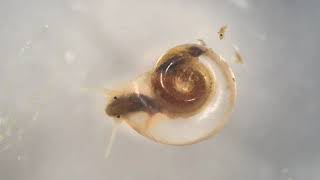 Euraziatische gladde schijfhoren (Gyraulus parvus forma laevis) (Smooth Ramshorn Snail)
