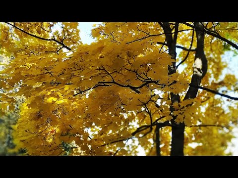 Մոսկվայի հեքիաթային աշունը🍁🍂 #autumn #сказки #осень #популярное #просмотры