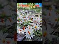 maa aschhe। মা আসছে।#viral #youtube #দুর্গা_পূজা #দুর্গাপূজা2023
