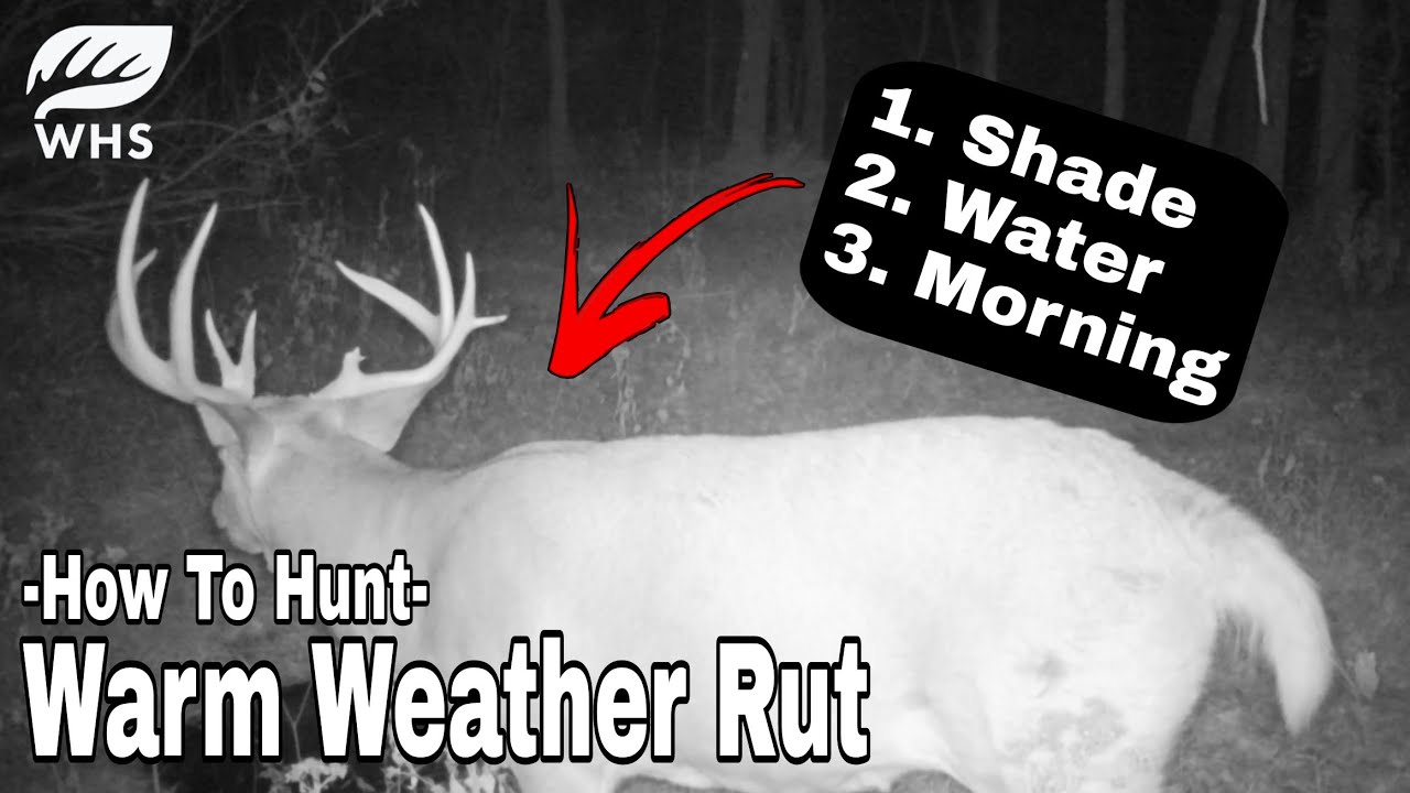 Warm Weather Rut Hunting