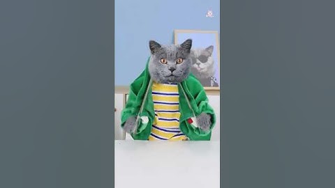 Cat’s Hilarious Magic Trick Will Shock You! 🎩🐱✨ #funnycat #catsoftiktok #catmemes