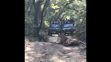 Thumbnail of Tiger roar
