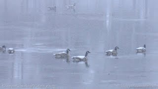 Rice Lake, WI Winter Snow Scenes - 11-29/2022