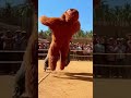 “Bigfoot’s First Forest Vlog – Giant Hands Chaos! 😂📹”