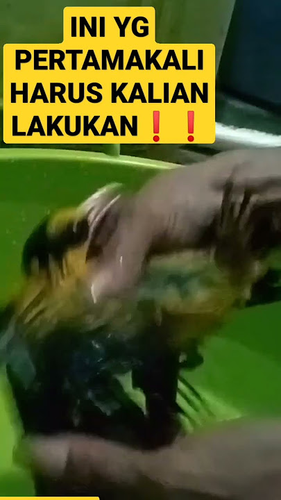 CARA EXTREME ❗❗❗ Menjinakan Burung Kepodang
