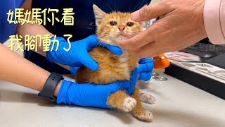 [CC SUB] Disabled cat's owner hesitates to give her up when her paralyzed legs begin to tremble