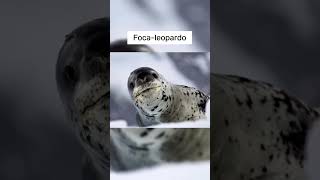 ANIMAIS FOFINHOS QUE VOCE DEVE TOMAR CUIDADO!! #youtube #curiosidades #youtubeshorts #shorts