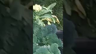 Horta no shoping de Montijo Portugal 🇵🇹 vídeo completo no canal