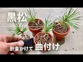 【黒松】ミニ盆栽鉢に入れて曲付け