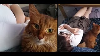 ママの上に乗れないから、横で甘える茶色猫