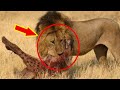 鬣狗VS獅王大戰！種族滅絕的時刻，真的是銳不可當！！| 奇妙動物 |