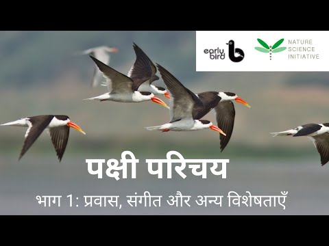 वीडियो: इबिस - पवित्र और सामान्य पक्षी: विवरण और प्रजाति