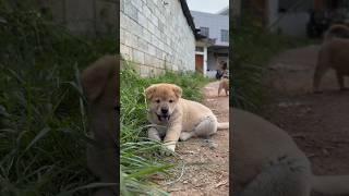 Chinese Rural Dog Puppy #Super Cute #Mongrel #DogsAreMan's Best Friend #Carefree Little Mongrel