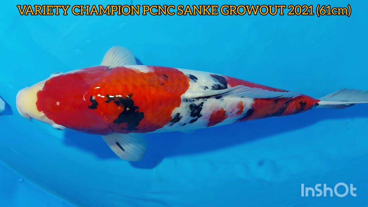 Jojo Walde's Koi: Tosai Koi Road to Victory