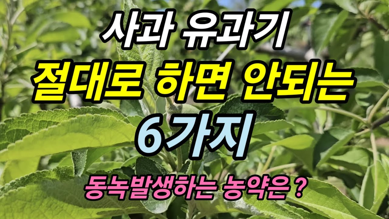 사과 유과기에 절대 하면 안 되는 6가지! 살포하면 안 되는 농약은? 동녹발생
