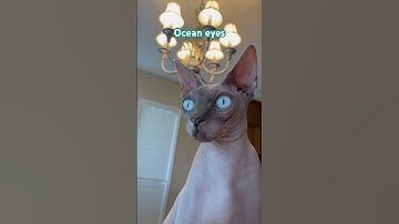 Ocean eyes🌊 #sphynx
