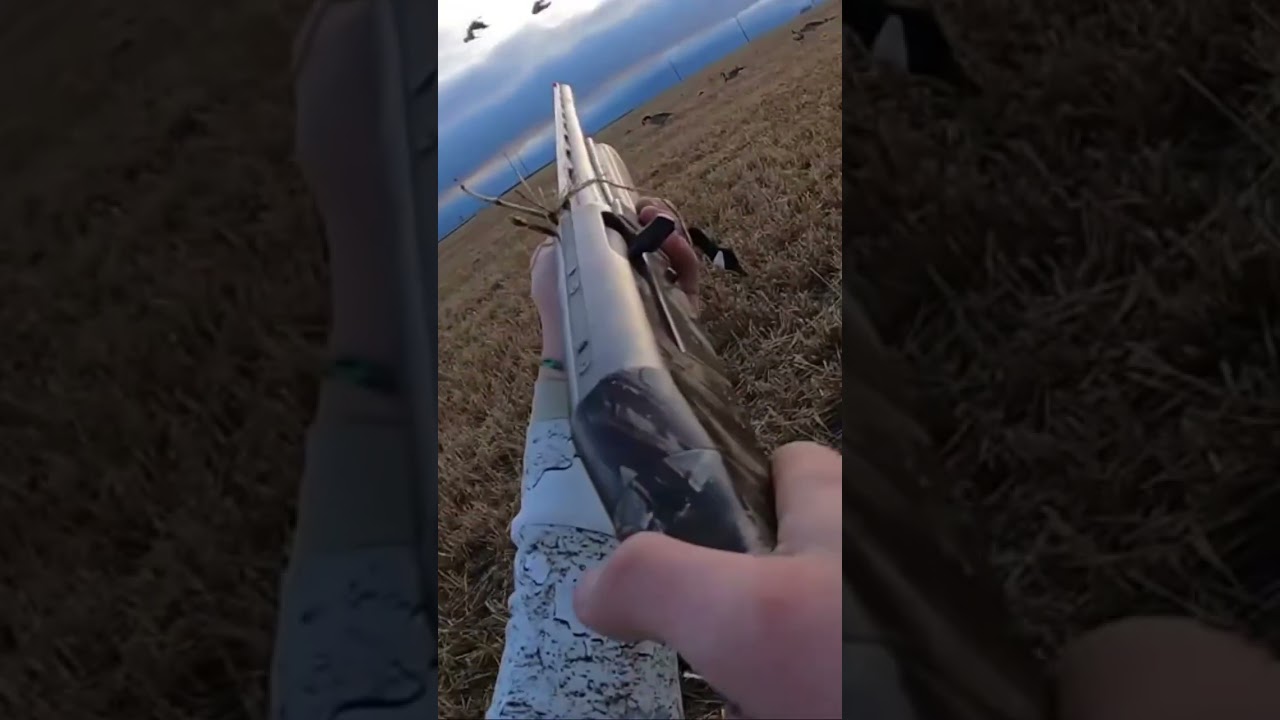 Terrible shooting #geese #waterfowl #stoeger #sitka #canadiangeese