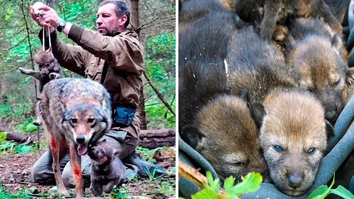 Man Saved this Wolf and her Cubs, but 4 Years late...