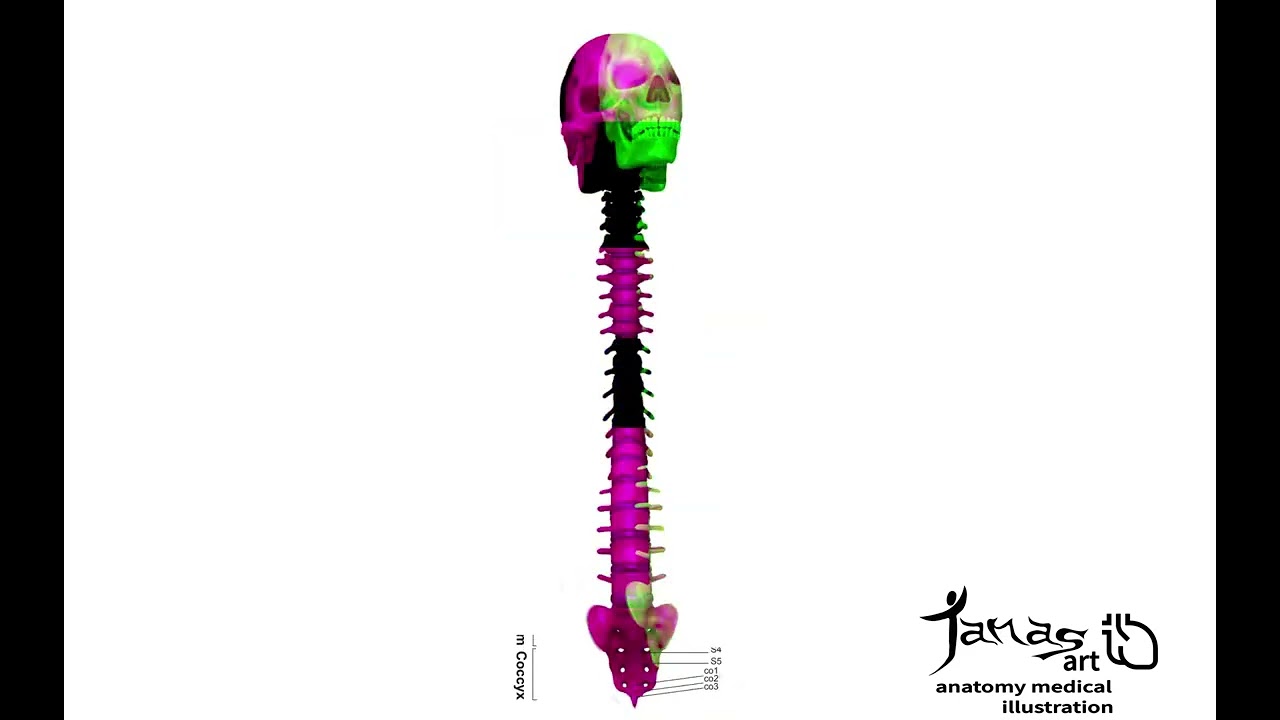 Anatomy video for spine