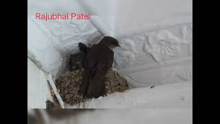 House Swift,  Little Swift, nest , Feeding, chick's, Kumbhalgarh, Bird, Rajasthan,