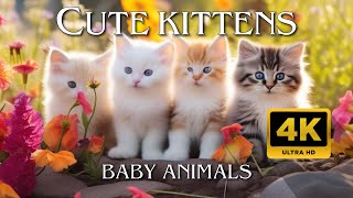 KITTENS: ADORABLE, FLUFFY & PLAYFUL - Cute BABY ANIMALS video 4K with calming music