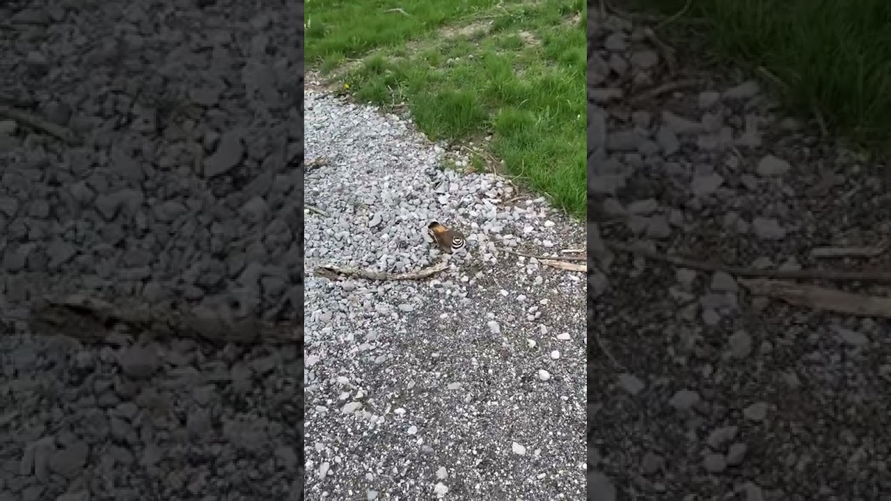 The most annoying bird I know of