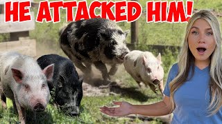 ALL The Pigs Finally Meet! *They FOUGHT*