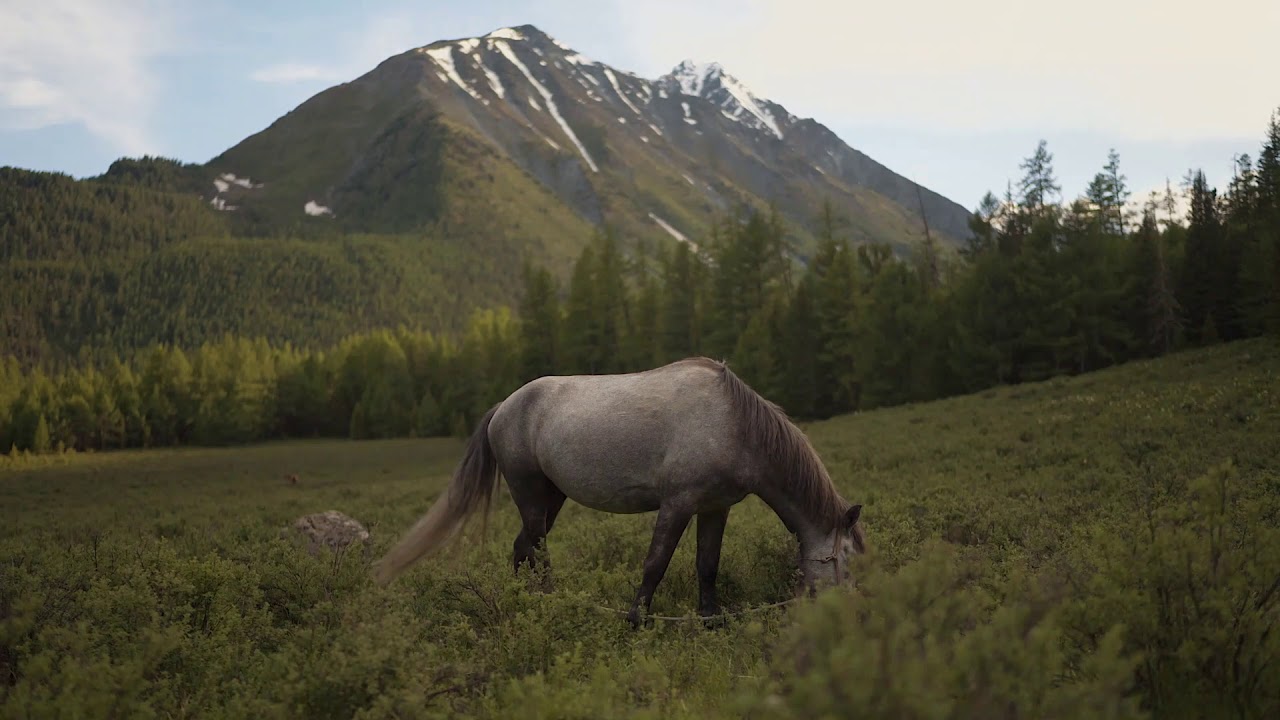 ASMR Horse Eating YouTube