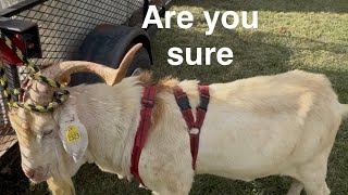 How to make sure your goats are bred. #goat #farming #kiko #goatfarming