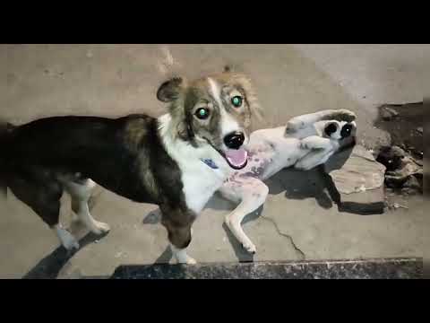 Street Dog Simba Vapas a gya hai ❤️!! Kya fir Chhor diya Adop ker ke Dog ko 🥺!! Adopt Don't Shop !! 