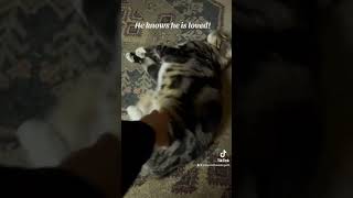 Lucipurr knows he is safe and loved! #cat #viral #viralshort #love #catvideos